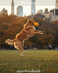 The Jump